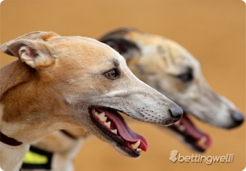 Greyhound betting