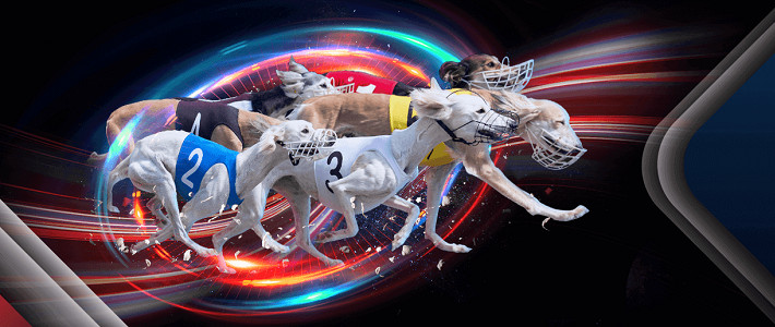 bookmaker netbet greyhound free bet promotion