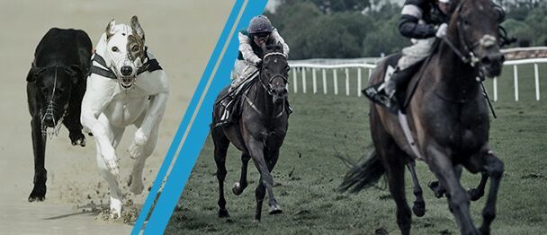 betvictor best odds guaranteed promotion